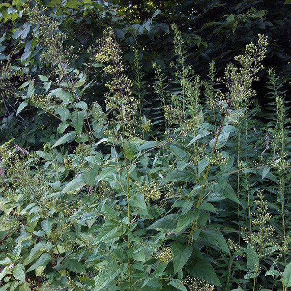 Late Figwort