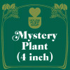 Mystery Pet-Friendly House Plant - 4_MYSTERY_PET-FRIENDLY_A-GRADE