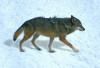 Animal - Motion Postcard - 20350Wolf