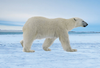 Animal - Motion Postcard - 20377PolarBear