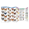New Jersey Butterflies & Pollinators