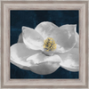Painted Magnolia II by Linda Woods, Framed Wall Art