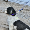 Boss Adjustable Leash - S000032B000142P000003V000