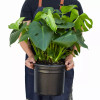Philodendron Monstera'