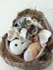 Seashell Treasures Puzzle - SETR-STAN-10135