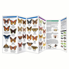 Pennsylvania Butterflies & Pollinators