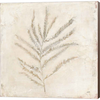 Plantlife I by Julia Purinton, Canvas Art - C1075657-0120000-YCCQAMA