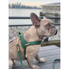 Jade dog collar - PuccissimePet000061