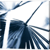 Among Blue Palms II by Susan Bryant, Canvas Art - C1071864-0240000-AAAACMA
