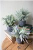 Set Of Three Ferns With Round Grey Pots