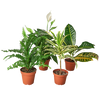 Air Purifying Variety Bundle - BUNDLE_AIR-PURIFYING_4IN