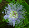 Passion Flower - Mood Anxiety Stress Sedative & Pain Support* - The Petz Kitchen - PETZPASS2OZSHAKER
