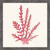 Pacific Sea Mosses III Red by Wild Apple Portfolio, Framed Wall Art