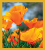 California Poppies - Magnetic Bookmark
