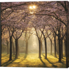 Cherry Trees in Morning Light II by Martin Podt, Canvas Art