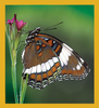 Butterfly - Magnetic Bookmark - 06172WhiteAdmiralButterfly