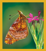 Butterfly - Magnetic Bookmark - 06173MeadowFritillaryButterfly