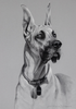 Great Dane - Joni Monroe Beinborn Portrait House and Garden Flag