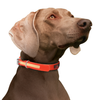 Play Glow Collar - S000032B000142P000077V000