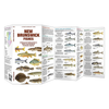 New Brunswick Fishes