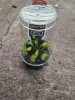 Venus Fly Trap Carnivores Plant