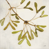 Maple Branch Crop by Julia Purinton, Canvas Art - C1087376-0120000-YCEAAMA