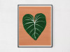 Philodendron