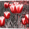 Red Tulips II by Emily Navas, Canvas Art - C1072208-0120000-AAAACMA