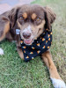 Over-The-Collar Dog Bandana - S001544B002104P000004V005