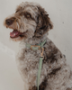 Waterproof Dog Collar - DP-137