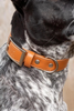 Sierra Sunrise Vegan Leather Dog Collar - S002668B002900P000081V001