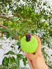Handmade Sustainable Green Apple Rope Chew Toy For Puppies - CSCORD222