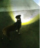 Headlight Harness, Dog Harness with Built In LED Light - S001233B002341P000001V020