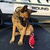 USA-K9 Grenade Durable Rubber Chew Toy, Treat Dispenser, Reward Toy, Tug Toy, and Retrieving Toy - S000056B000345P000054V000