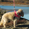 Freedom Harness - S000032B000142P000049V000