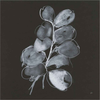 White Eucalyptus II by Chris Paschke, Canvas Art - C1079996-0240000-8CAAAMA