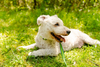 Appalachian Kiwi Green Dog Collar - APPDC-Kiwi-S58812