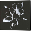 Wildflowers IV by Chris Paschke, Canvas Art