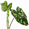 229879021.webp