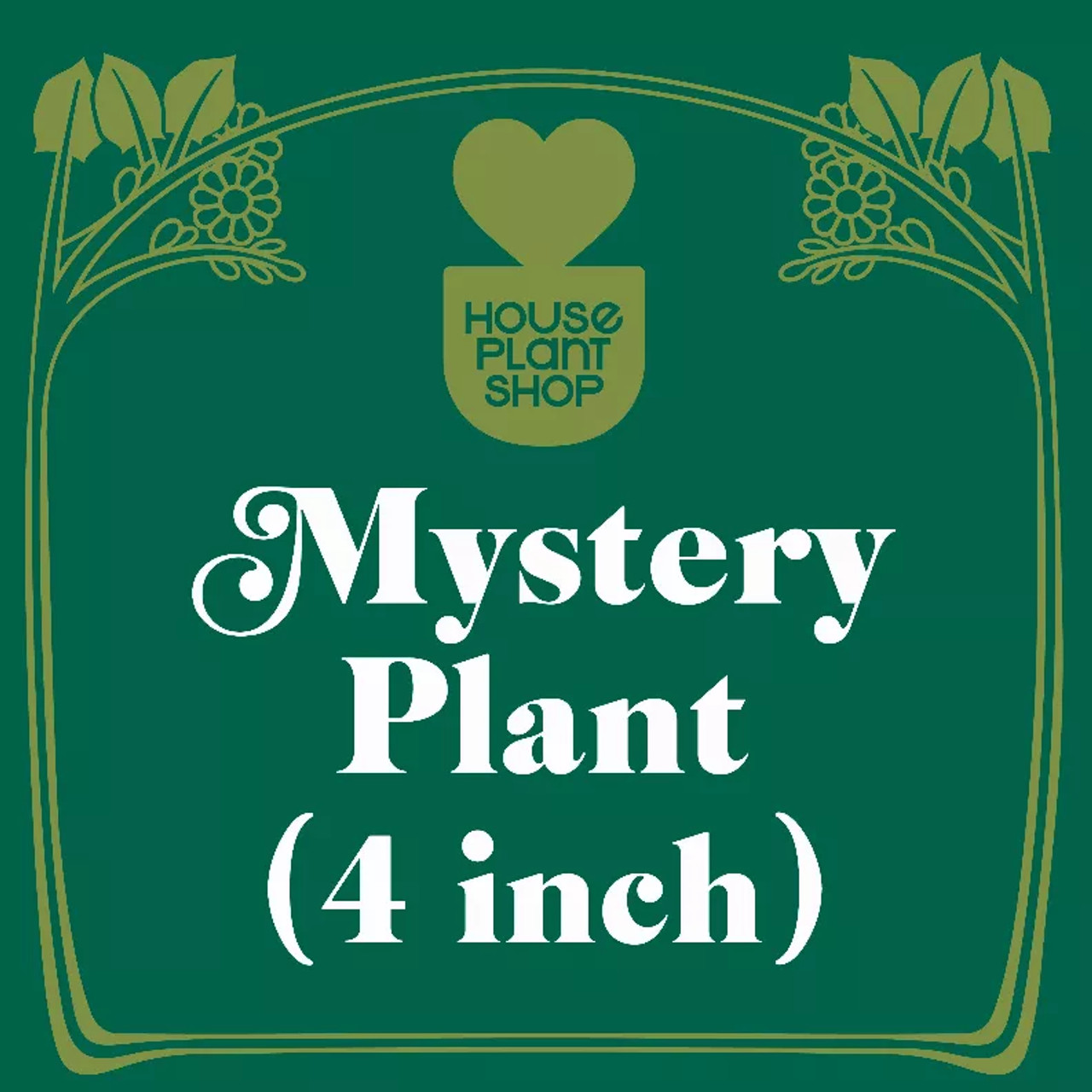 Mystery Pet-Friendly House Plant - 4_MYSTERY_PET-FRIENDLY_A-GRADE