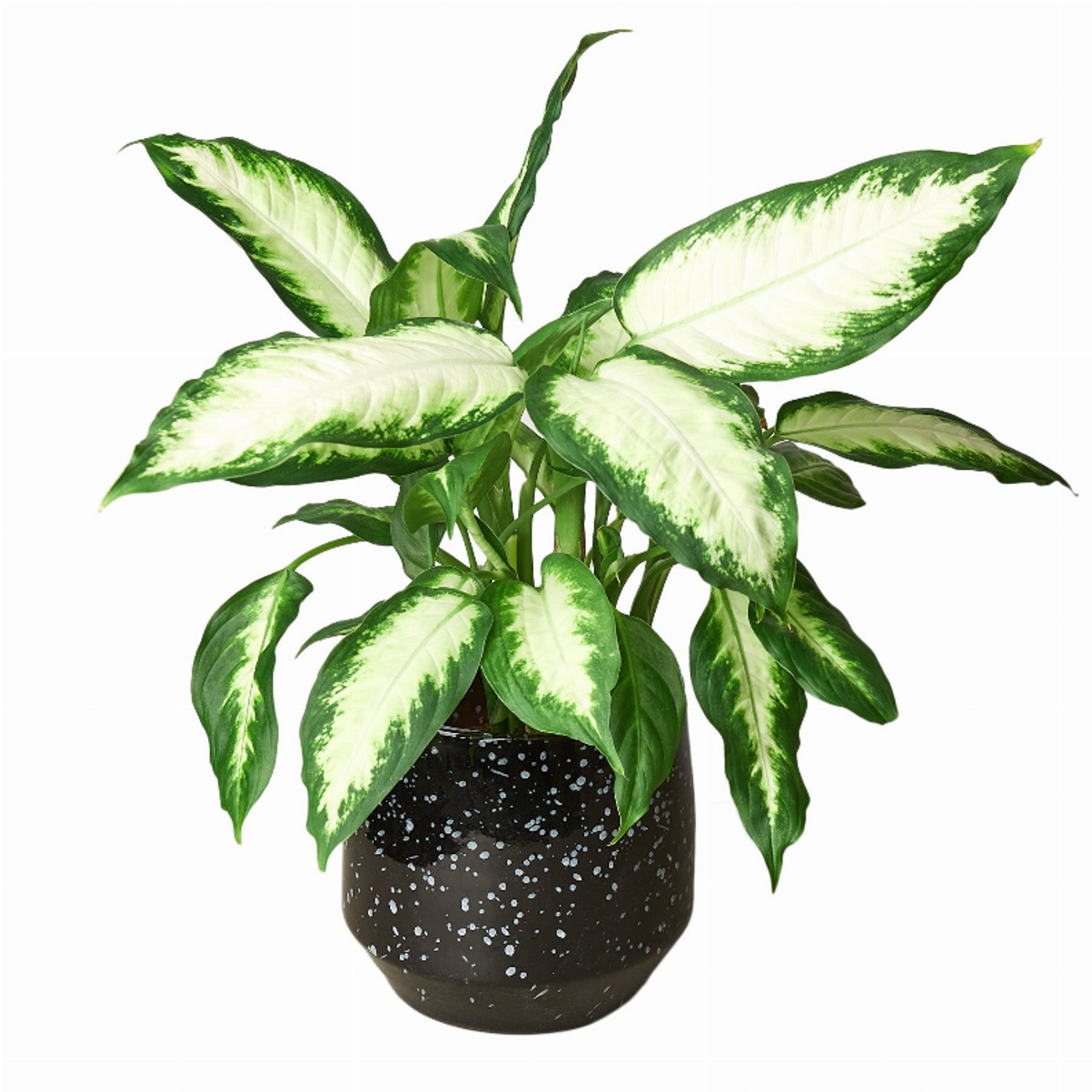 Nightfall Planter