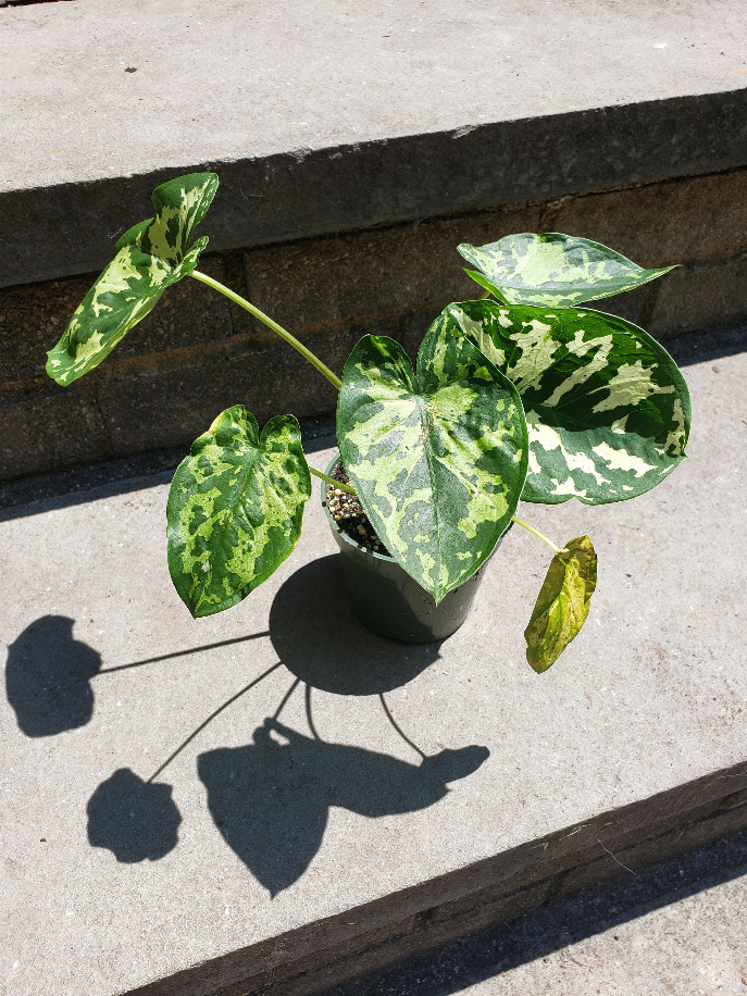 Caladium Hilo Beauty House Plant Leafy Variegated House Plant - 159000031
