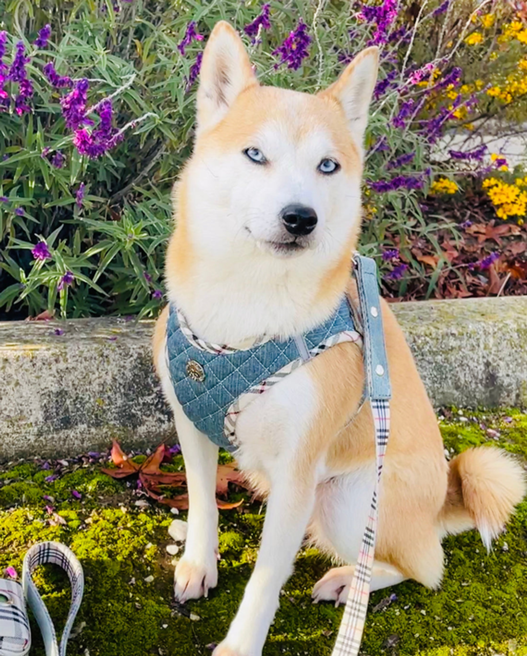 Step-In Denim Harness - S002581B002774P000003V000