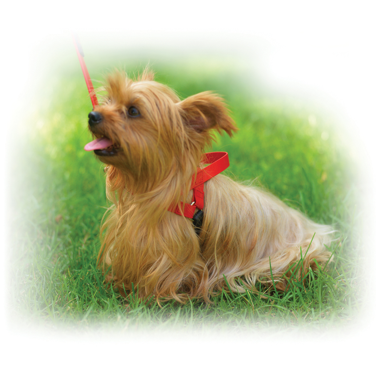 Freedom Harness - S000032B000142P000029V000