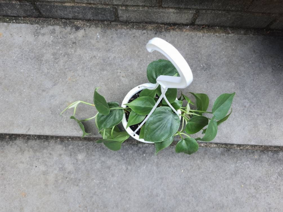 Philodendron Heartleaf Green Full Plant Leafy House Plant - 159000139