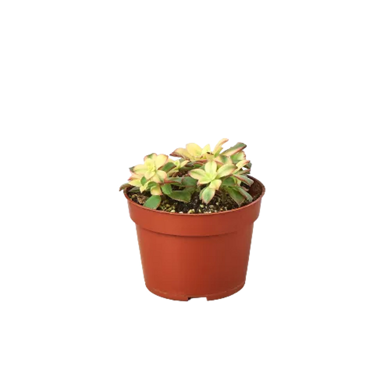 Succulent 'Kiwi' Variegated