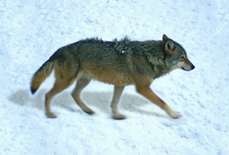 Animal - Motion Postcard - 20350Wolf