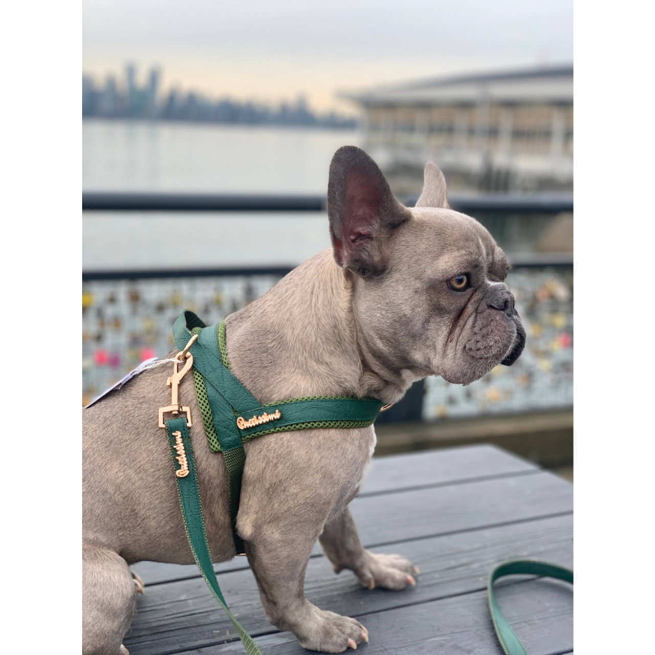 Jade Collar, Leash & Bow tie set - PuccissimePet000167