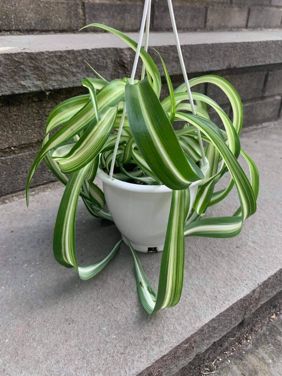 Spider Plant Hanging Basket - 159000036
