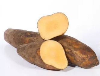 Yacon Leaf - Antioxidant Pancreatic Support* Glycemic & Glucose Support* The Petz Kitchen - Organic Human Grade Ingredients For Home Prepared Meals & Treats - PETZYACON2SHAK